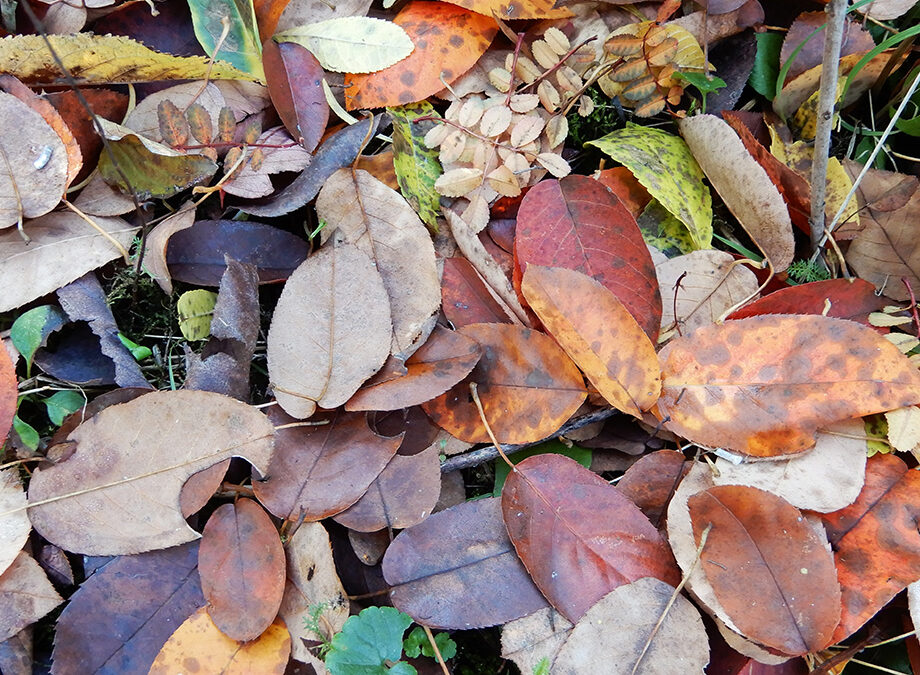 Herbstlaub – Was damit tun?