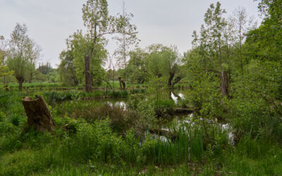 Museumsinsel Hombroich: „Kunst parallel zur Natur“