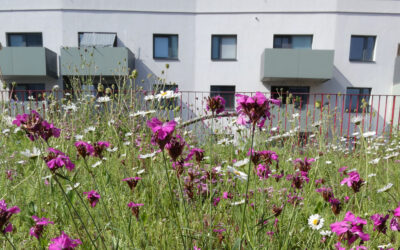 Fachkongress Biodiversität Gebäudegrün