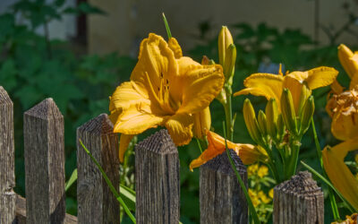 Blick über den Gartenzaun: Die Blumen- und Gemüsegärten im Museumsdorf Niedersulz