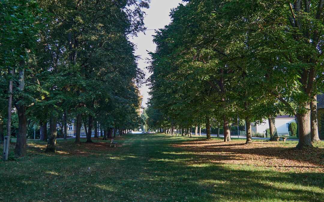 Die Linden-Allee Ladendorf – monumentales Naturdenkmal