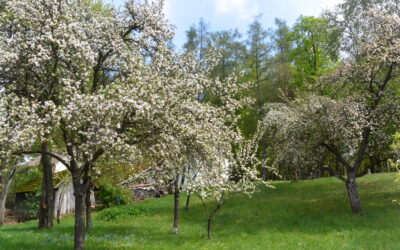 Streuobstwiese – Lebensraum und Lebenstraum